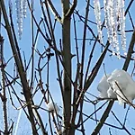 Sonnenschein Appartement Schladming