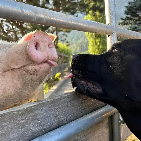 Apartment Sonnenschein *