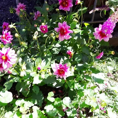 Sonnenschein Apartman