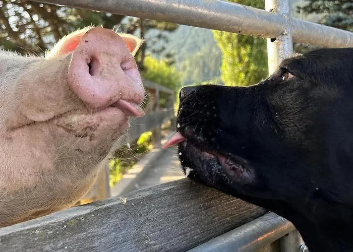 公寓 Sonnenschein *